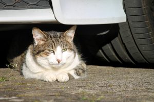 cat under the car